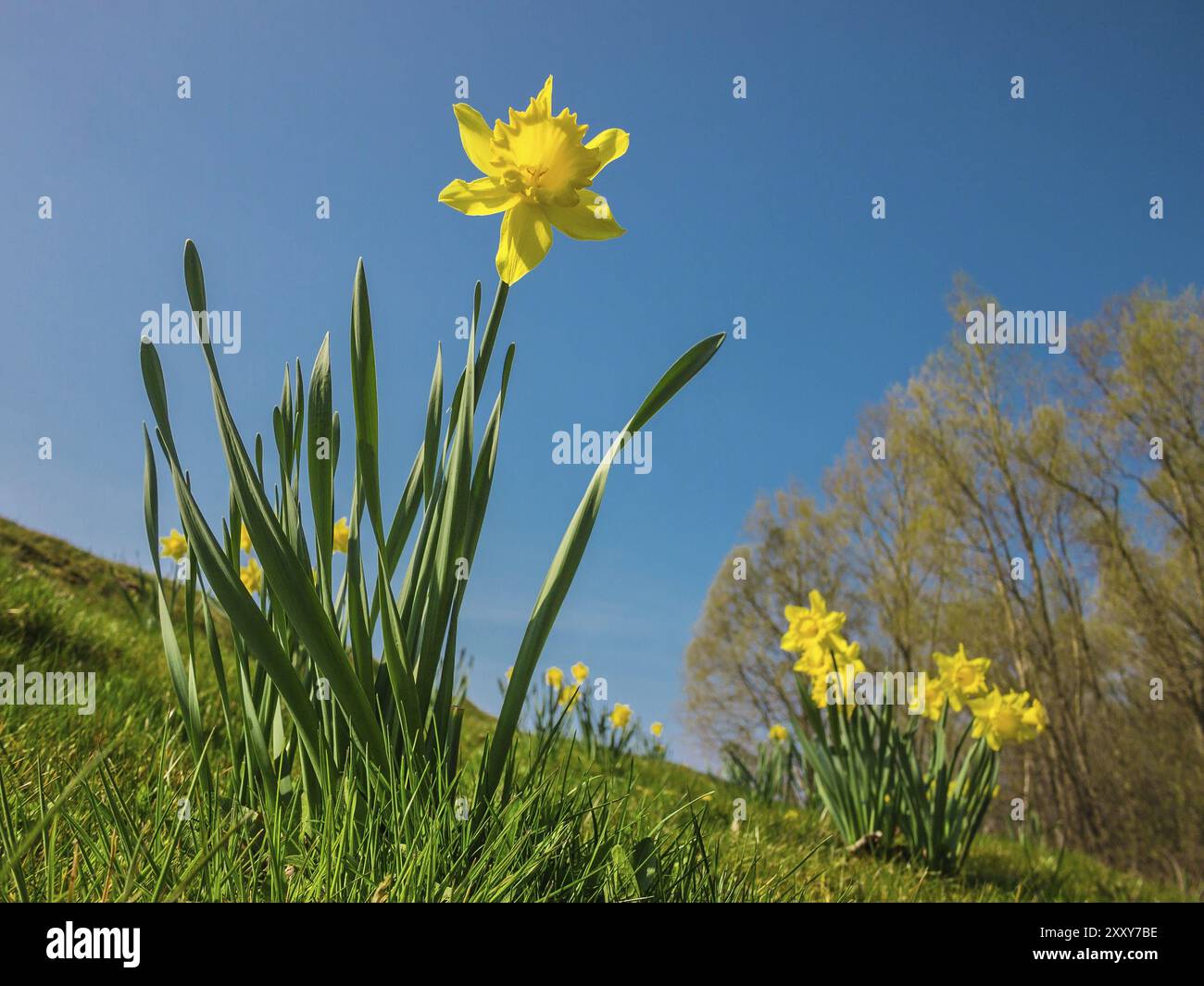 Giunchiglie in un prato Foto Stock