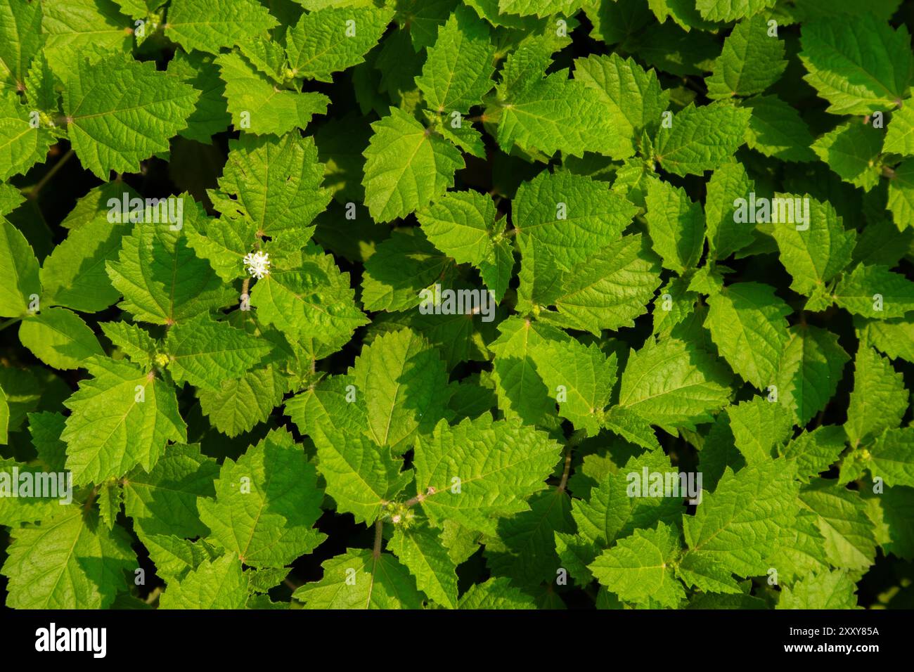 Foto astratta della foglia verde. Foto della natura di un lussureggiante fogliame per sfondo, sfondo. Foto Stock