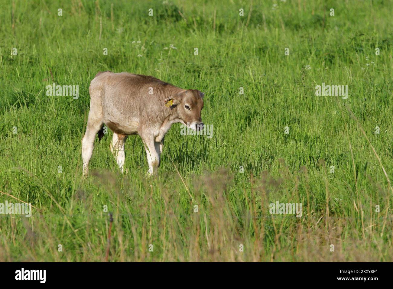 Vitello svizzero marrone su un prato. Brown Swiss su un prato Foto Stock