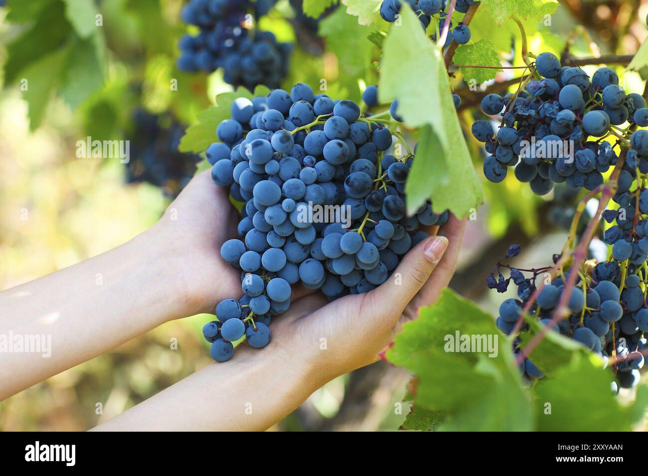 Raccolto di uve. Giovane agricoltore donna di fresco con uve raccolte. Close up Foto Stock