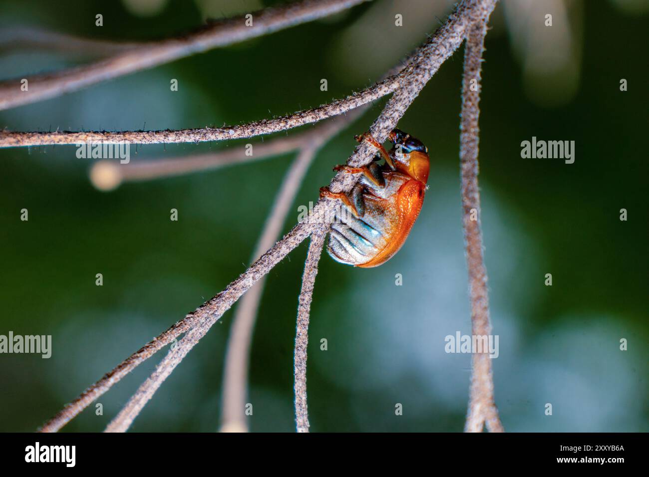Foto macro di piccoli insetti con dettagli elevati. Coleotteri arroccati sui rami degli alberi. Foto ravvicinata della sottotribù Aulacophorina o dei coleotteri a foglia con dettagli elevati Foto Stock