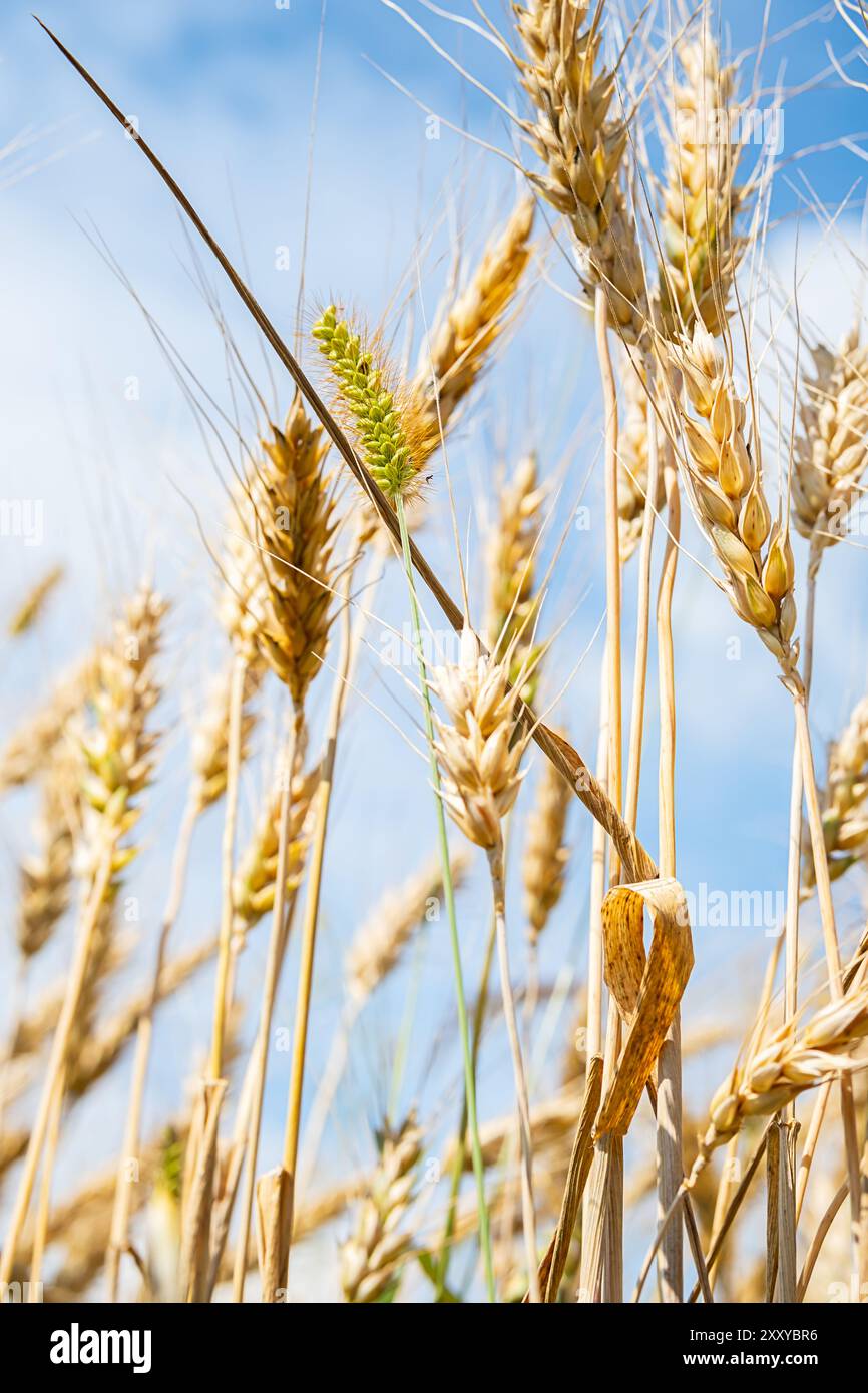 Primo piano di orecchie di grano dorato contro un cielo blu brillante. Foto Stock