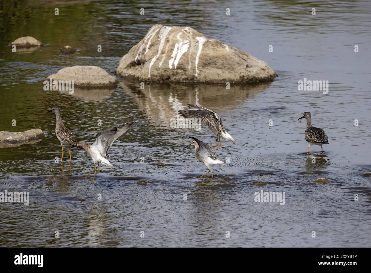 I trampolieri o gli uccelli marini si trovano comunemente a guado lungo le coste e le distese fangose per il foraggio di cibo che strisciano o scavano nel fango e nella sabbia, di solito Foto Stock