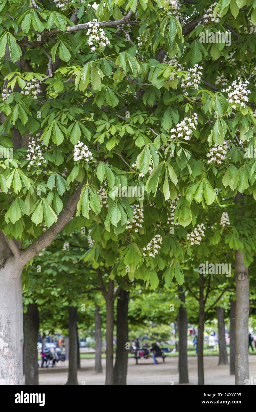 Castagni in fiore nel parco municipale di Parigi Foto Stock