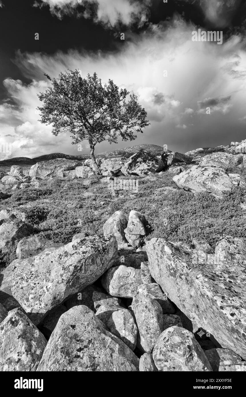 Betulla di montagna solitaria, Betula pubescens (Fjellbetulla, betulla paludosa, betulla acconciata, betulla spazzatrice, betulla pelosa, Betula pubescens, Betula alba, englishc: bir bianco Foto Stock