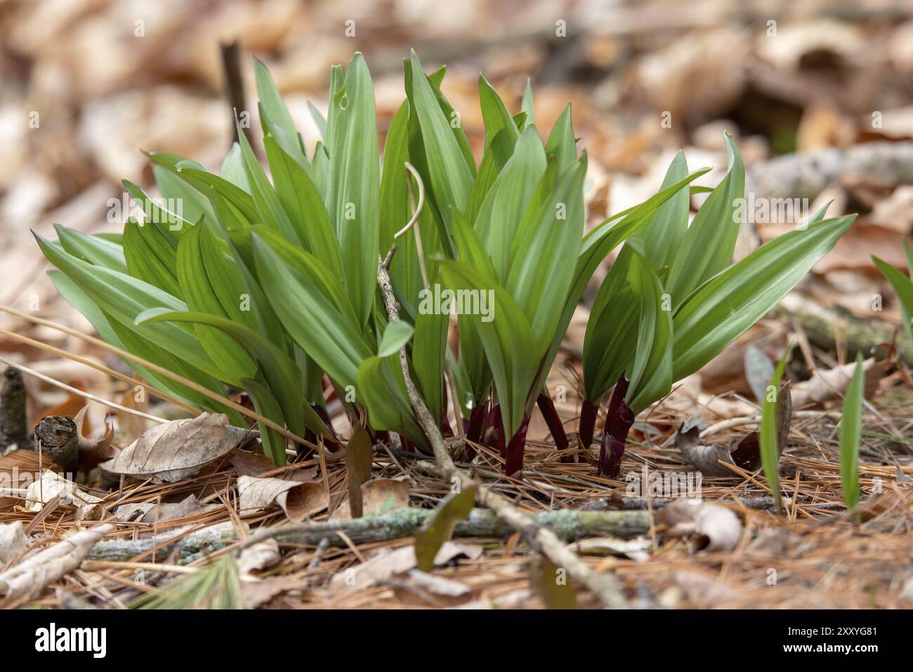 Rampe selvatiche, aglio selvatico (Allium tricoccum), comunemente noto come rampa, rampe, cipolla primaverile, porro selvatico, porro di legno. Specie nordamericane di cipolla selvatica. io Foto Stock