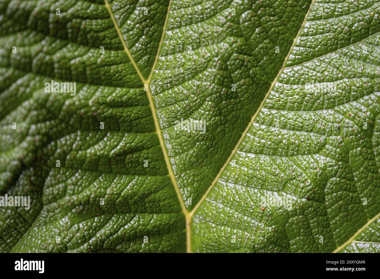 Foglia di mammut (ombrello di povero), struttura a foglia, dettaglio di una foglia, Parco Nazionale di Poas, altopiani centrali, provincia di Alajuela, Costa Rica, centro Ame Foto Stock