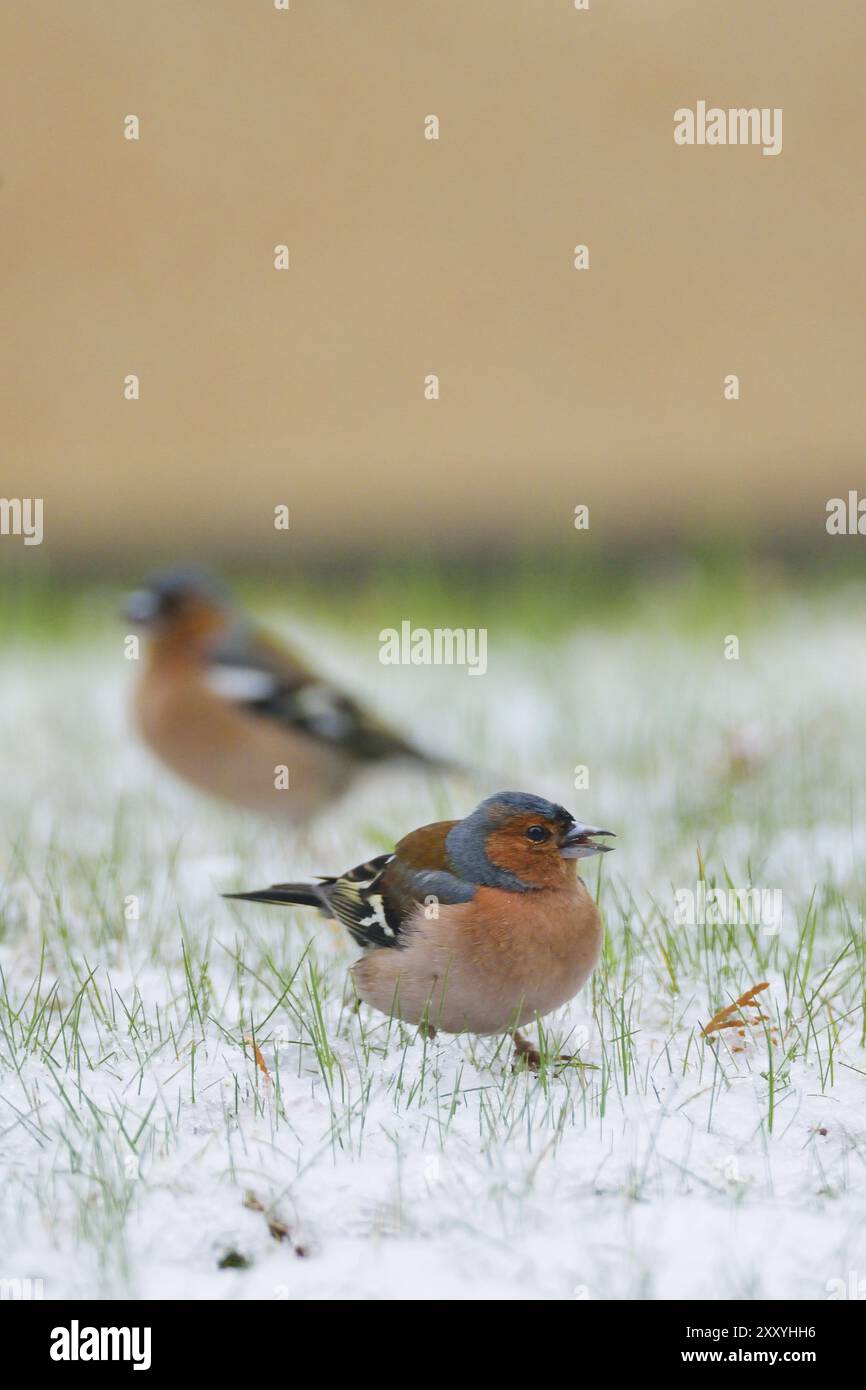 Chaffinch comune (Fringilla coelebs) in inverno/ chaffinch comune, chaffinch comune (Fringilla coelebs) Foto Stock
