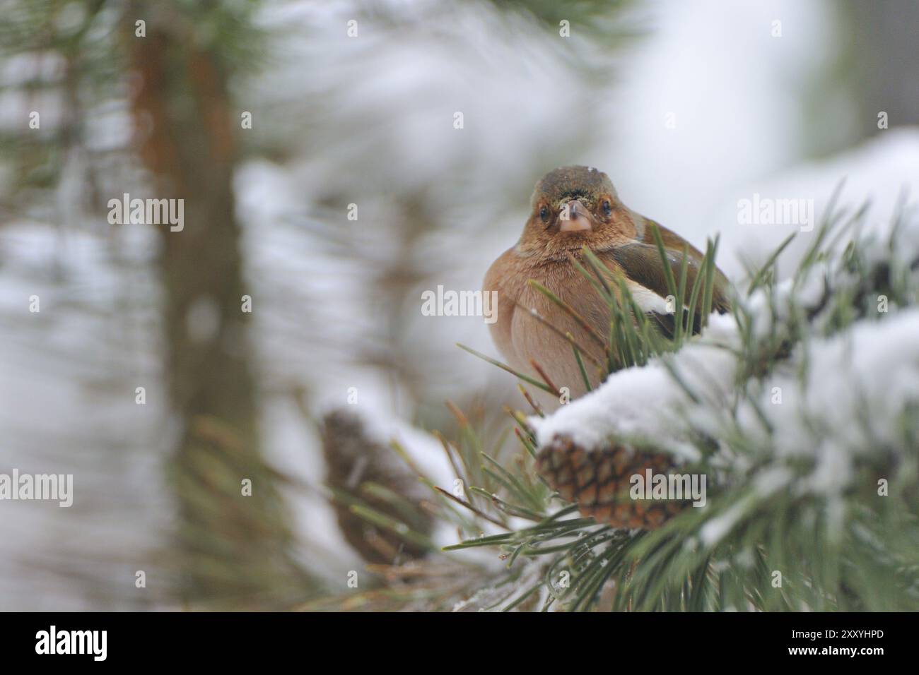 Chaffinch comune (Fringilla coelebs) in inverno/ chaffinch comune, chaffinch comune (Fringilla coelebs) Foto Stock