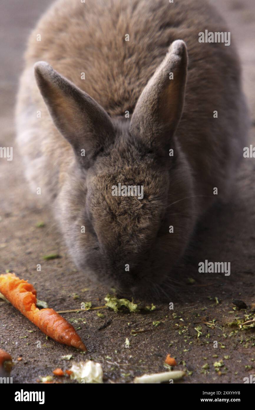 Coniglio Foto Stock