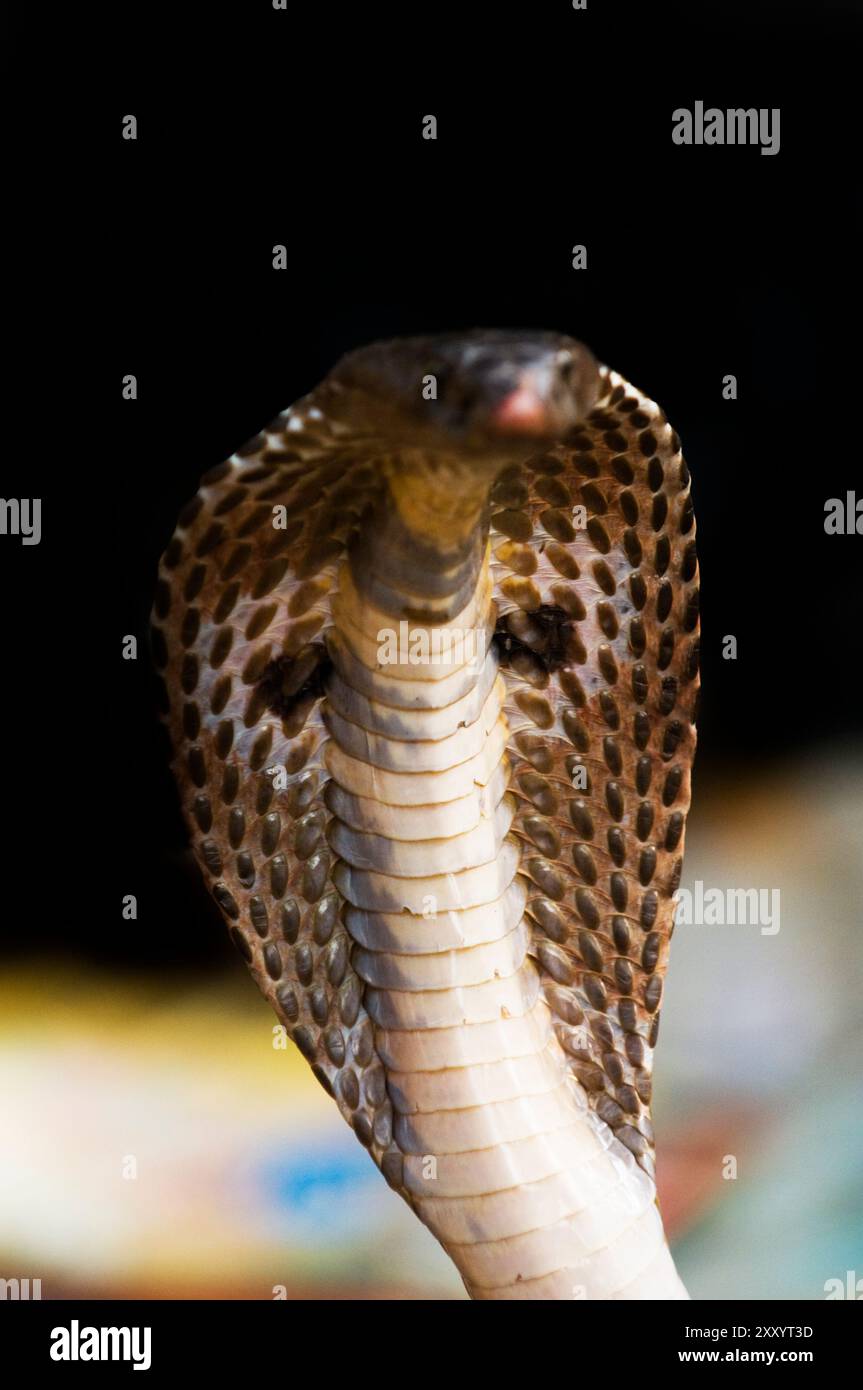 Un primo piano su di un Cobra snake in testa. Foto Stock
