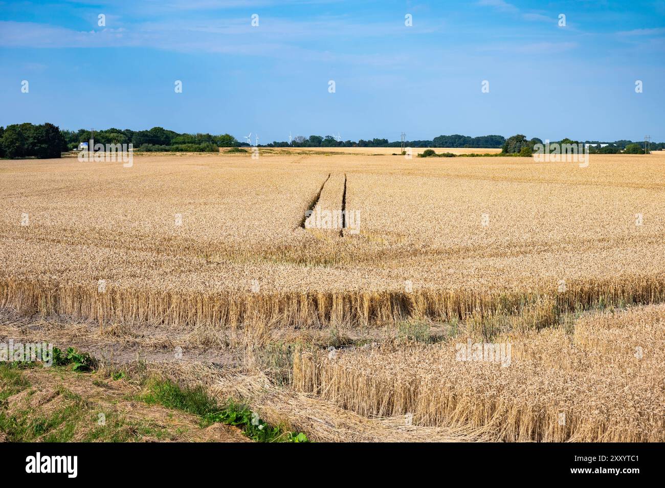 Terreni agricoli con campi di grano e erba nella campagna danese intorno a Rodby, Lolland, Danimarca Foto Stock