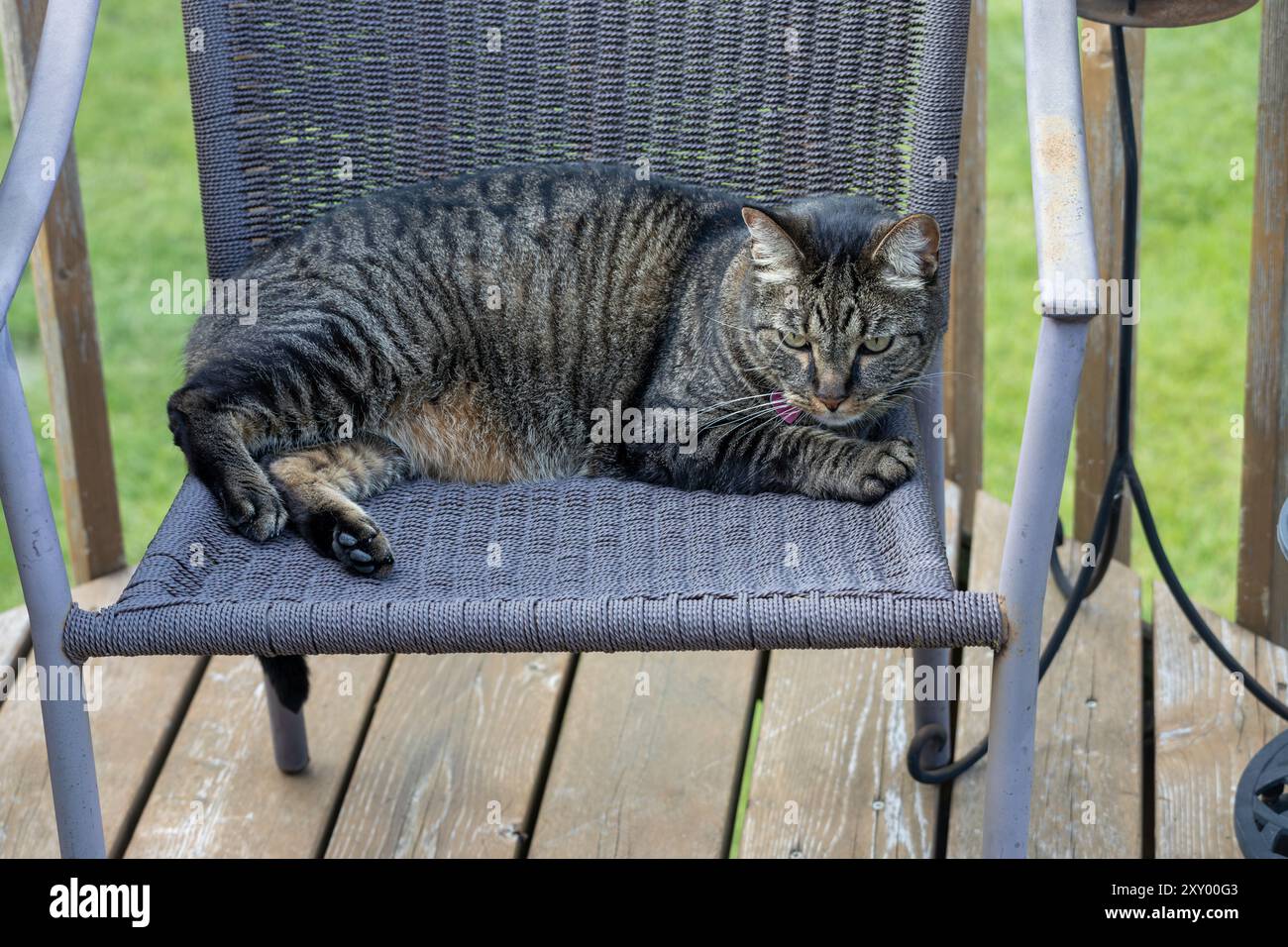 Vista ravvicinata di un gatto tabby a strisce marroni e grigie, che riposa tranquillamente su una sedia da prato su un ponte di legno Foto Stock