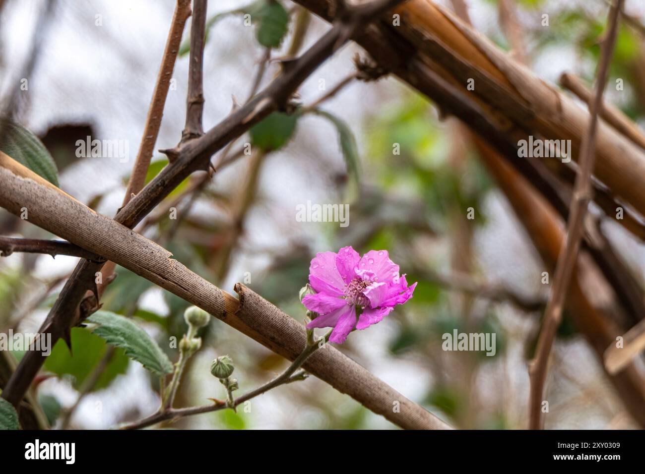 Fiore di mora selvatica con rugiada in primo piano nella natura Foto Stock
