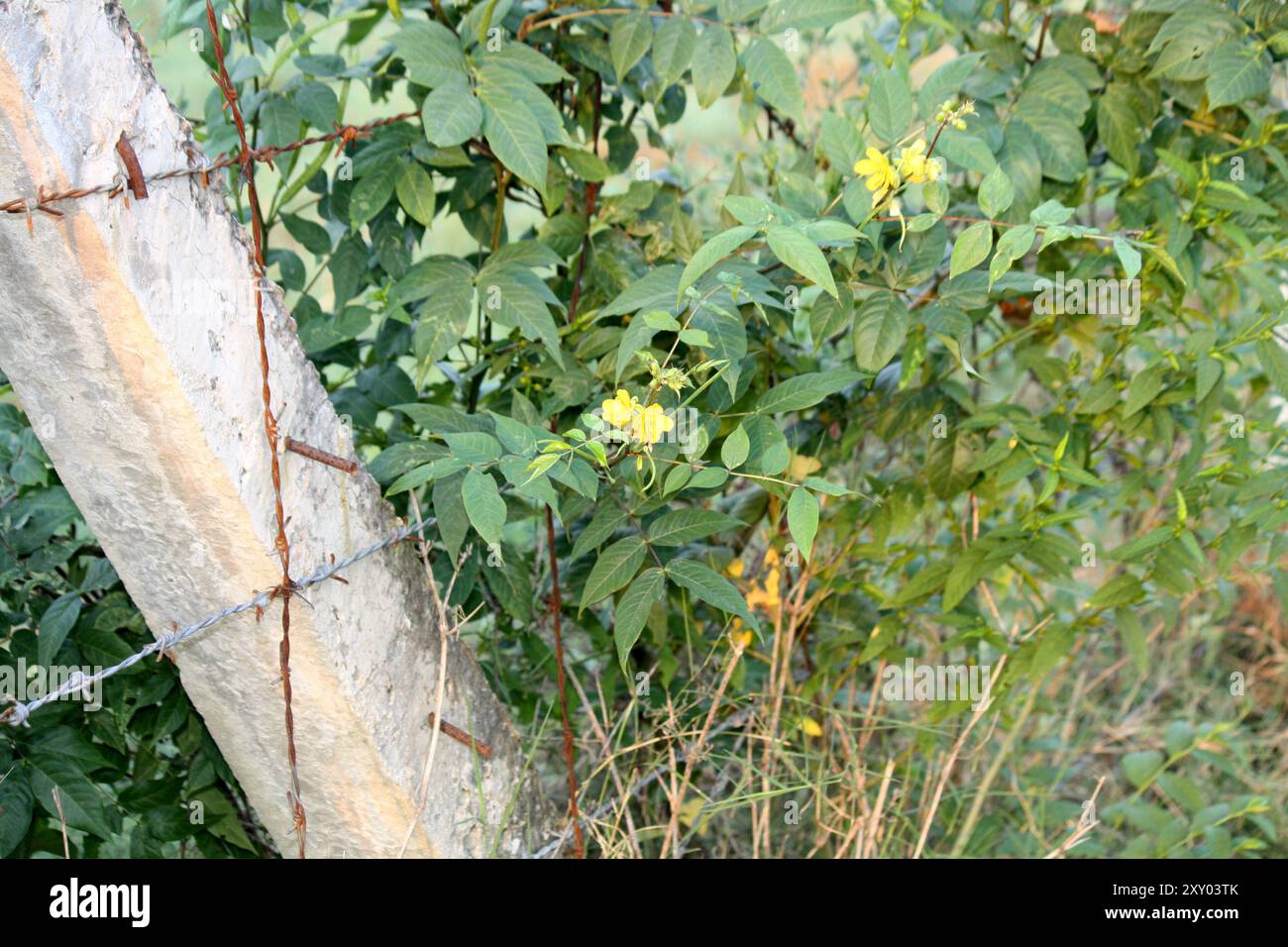 Caffè senna (Senna occidentalis) con fiori gialli disposti in gruppi : (Pix Sanjiv Shukla) Foto Stock