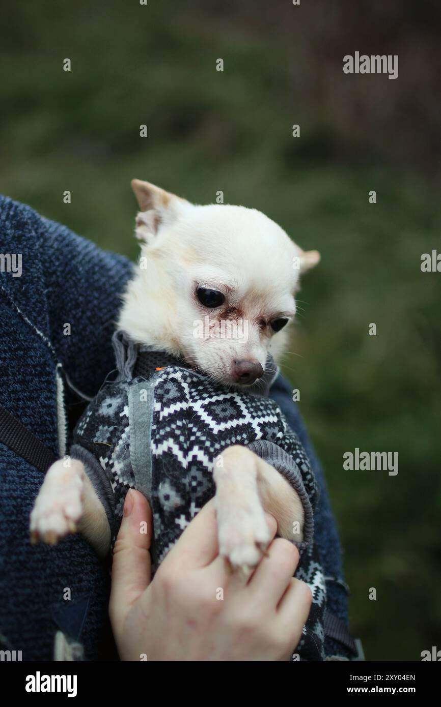 La donna ha perso il suo chihuahua in Francia, e una settimana dopo è