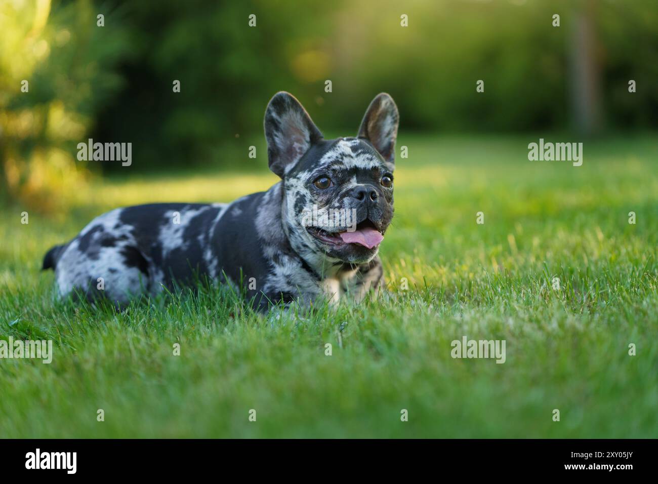 Un Bulldog francese mostra un'espressione profonda e premurosa, guardando in alto con occhi acuti in uno sfondo verde sereno. Foto Stock