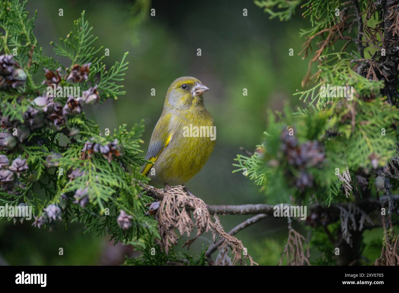 Greenfinch europeo (chloris chloris) arroccato su un albero Foto Stock