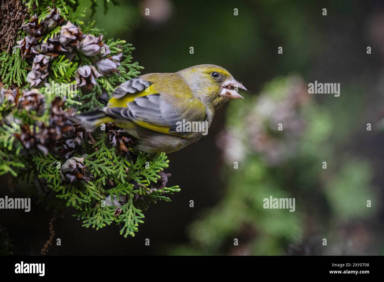 Greenfinch europeo (chloris chloris) arroccato su un albero Foto Stock