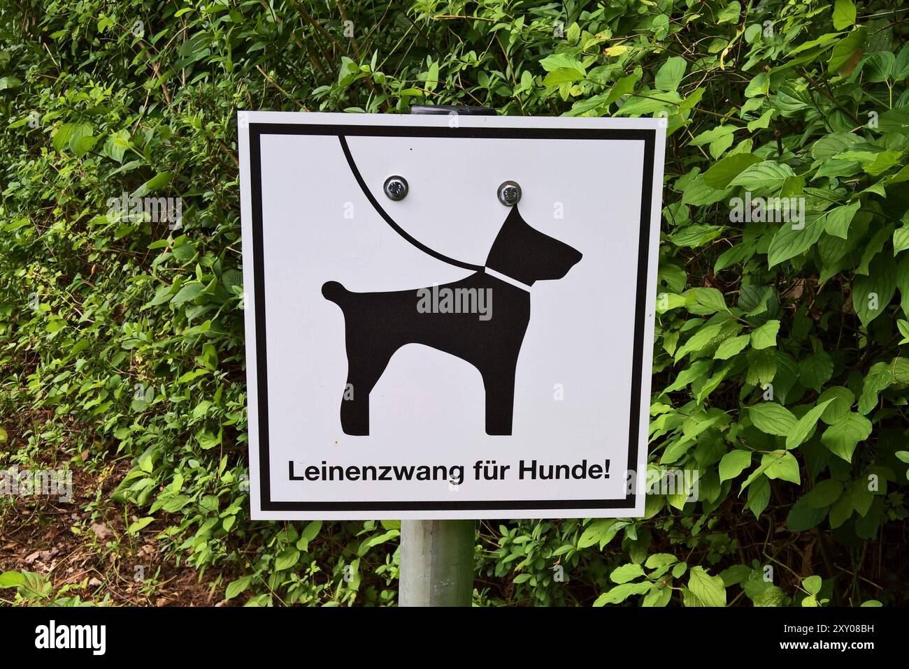 Hunde müssen an die Leine. Leinenzwang - Schild nel parco einem Regensburger. ALS Anleinpflicht oder Leinenpflicht wird die Pflicht bezeichnet, einen Hund an einer reissfesten und ausreichend kurzen, allgemein einer geeigneten Leine zu führen. Einerseits entspricht diese in bestimmten Fällen geltendem Recht, beispielsweise bei gefährlichen Hunden oder auch in Naturschutzgebieten **** i cani devono essere tenuti su un cartello di piombo obbligo di guinzaglio in un parco di Ratisbona Un requisito di guinzaglio è l'obbligo di tenere un cane con un guinzaglio sufficientemente corto e, da un lato, generalmente adatto, questo c Foto Stock