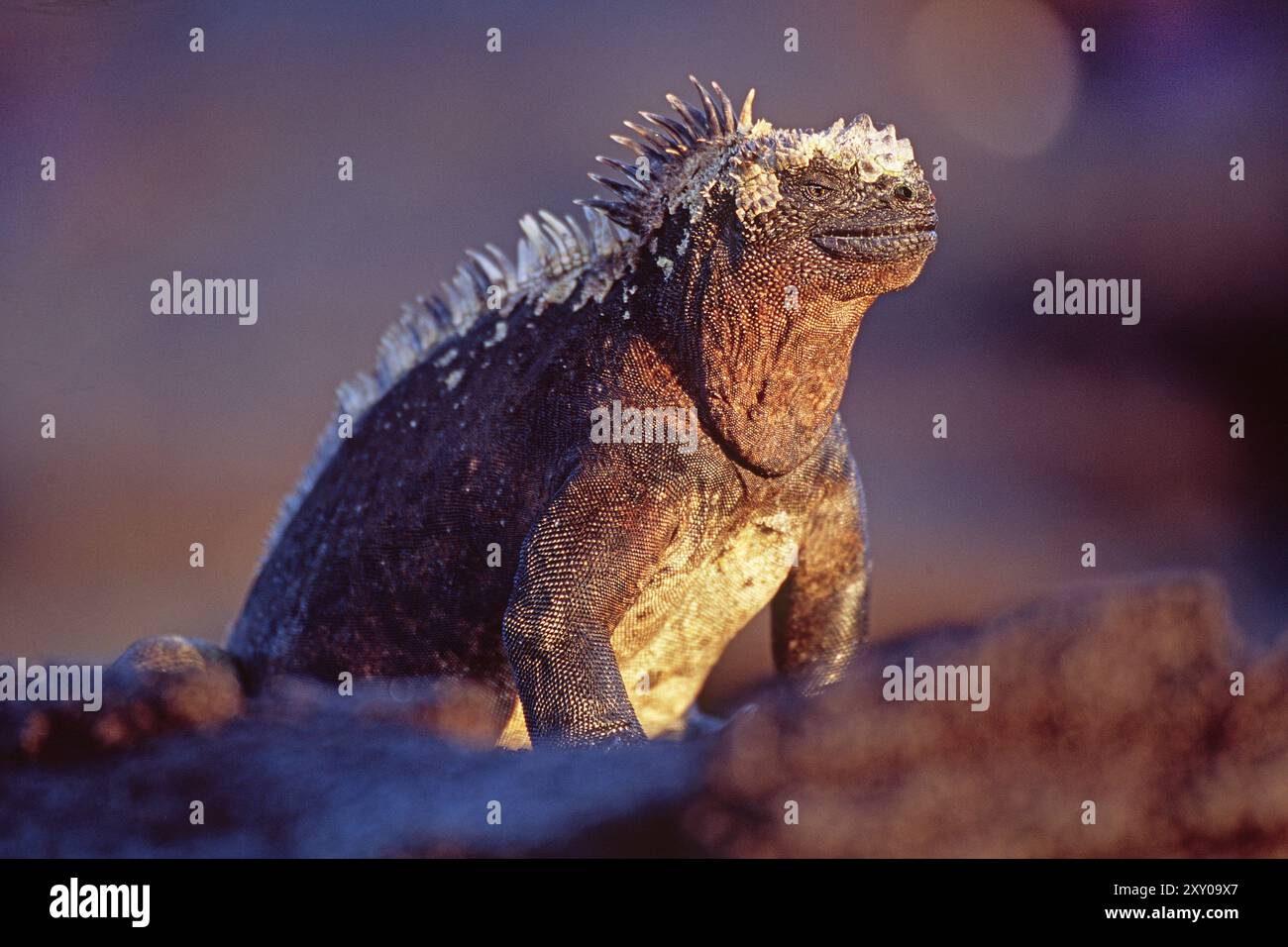 Iguana marina (Amblyrhynchus cristatus), Galapagos, Achipelago, Ecuador Foto Stock