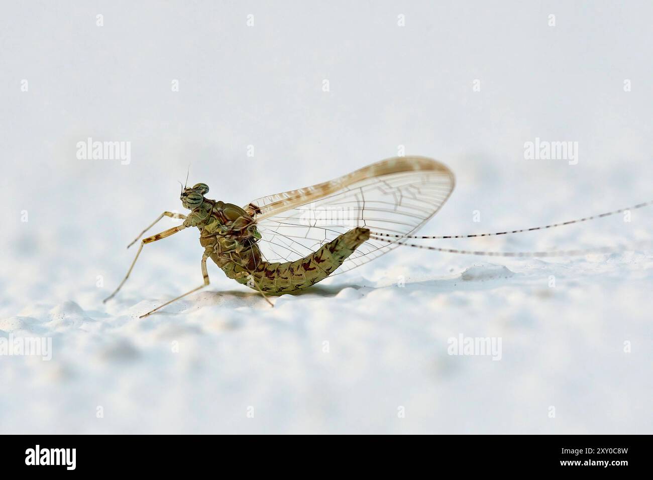 Eintagsfliege Ephemeroptera sp. . Eintagsfliege Ephemeroptera sp. . 20240724MIC0861- *** Mayfly Ephemeroptera sp Mayfly Ephemeroptera sp 20240724MIC0861 Foto Stock