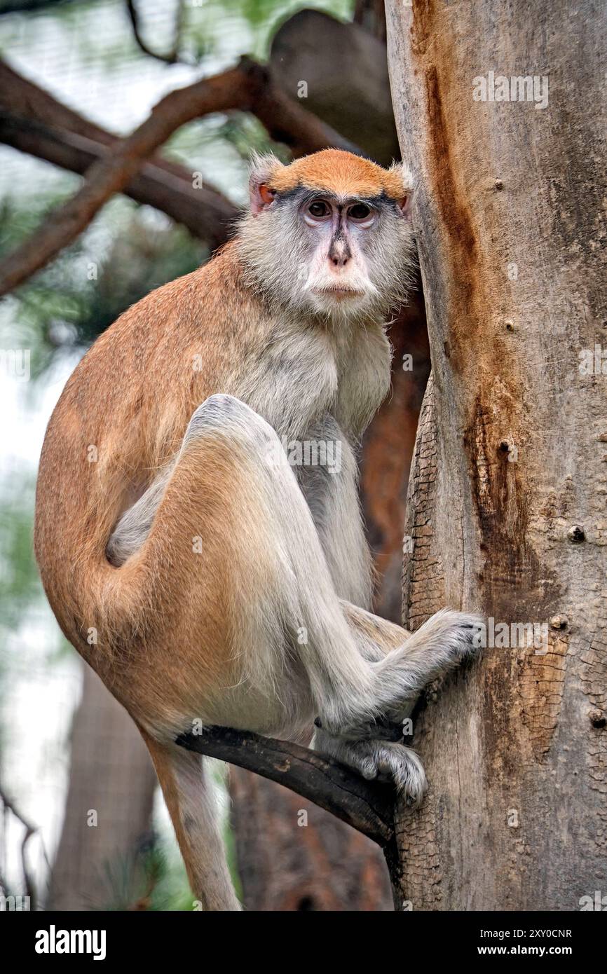 Husarenaffe Erythrocebus patas. Husarenaffe Erythrocebus patas im Zoo di Lipsia. 20240605MIC1318 *** scimmia ussara Erythrocebus patas scimmia ussara Erythrocebus patas allo zoo di Lipsia 20240605MIC1318 Foto Stock