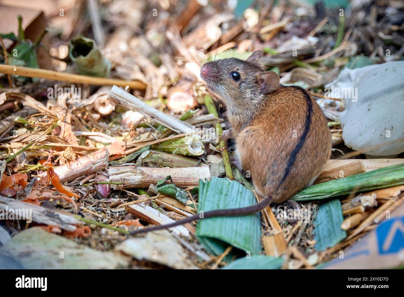 Brandmaus Apodemus agrarius . Brandmaus Apodemus agrarius im Kompost. 20240823MIC0539 *** vole del fuoco Apodemus agrarius vole del fuoco Apodemus agrarius in compost 20240823MIC0539 Foto Stock