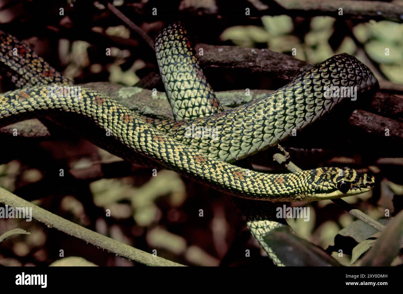 Chrysopelea, comunemente noto come serpente volante o serpente aliante, è un genere di serpenti che appartiene alla famiglia Colubridae. Foto Stock