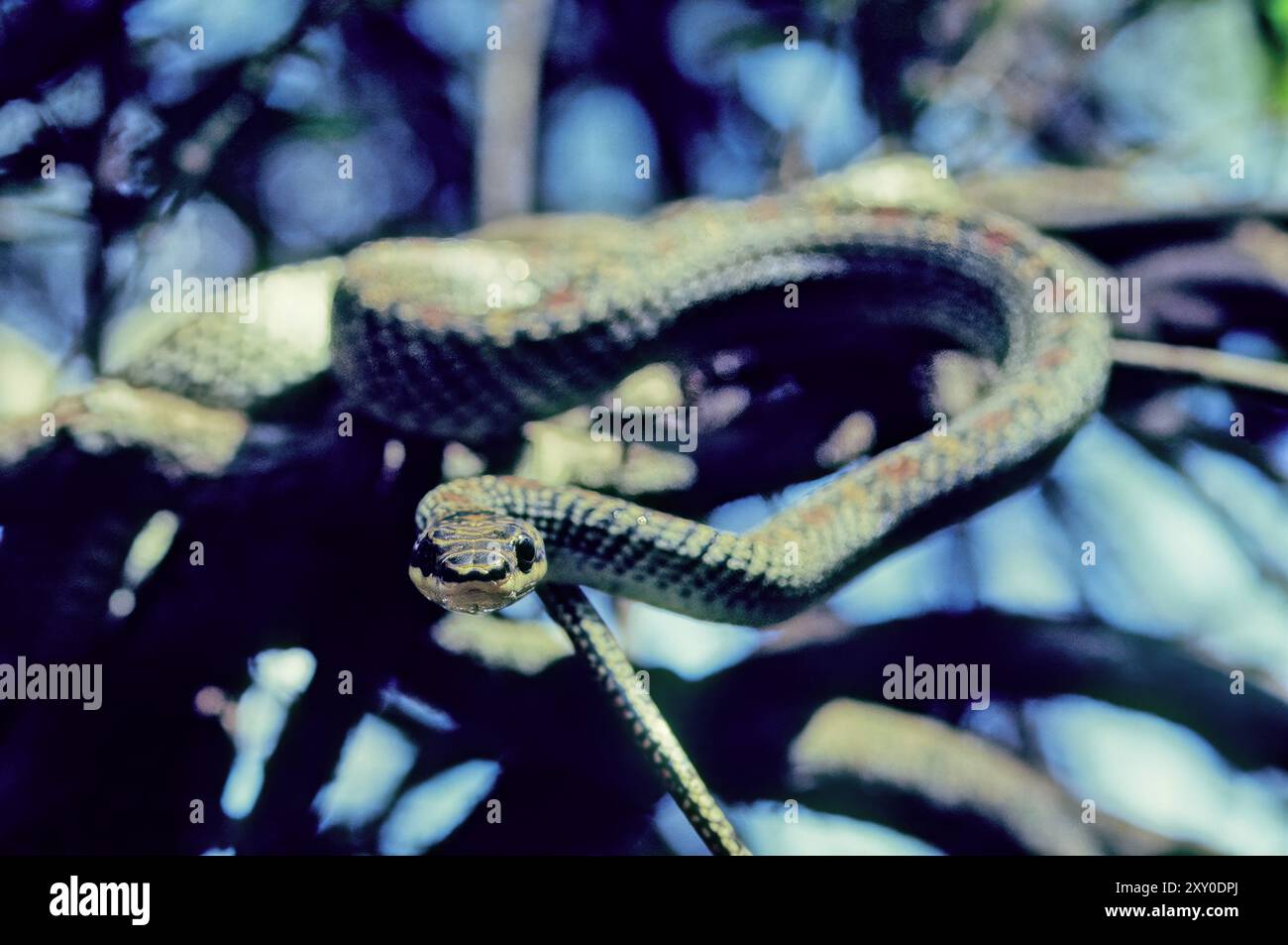 Chrysopelea, comunemente noto come serpente volante o serpente aliante, è un genere di serpenti che appartiene alla famiglia Colubridae. Foto Stock