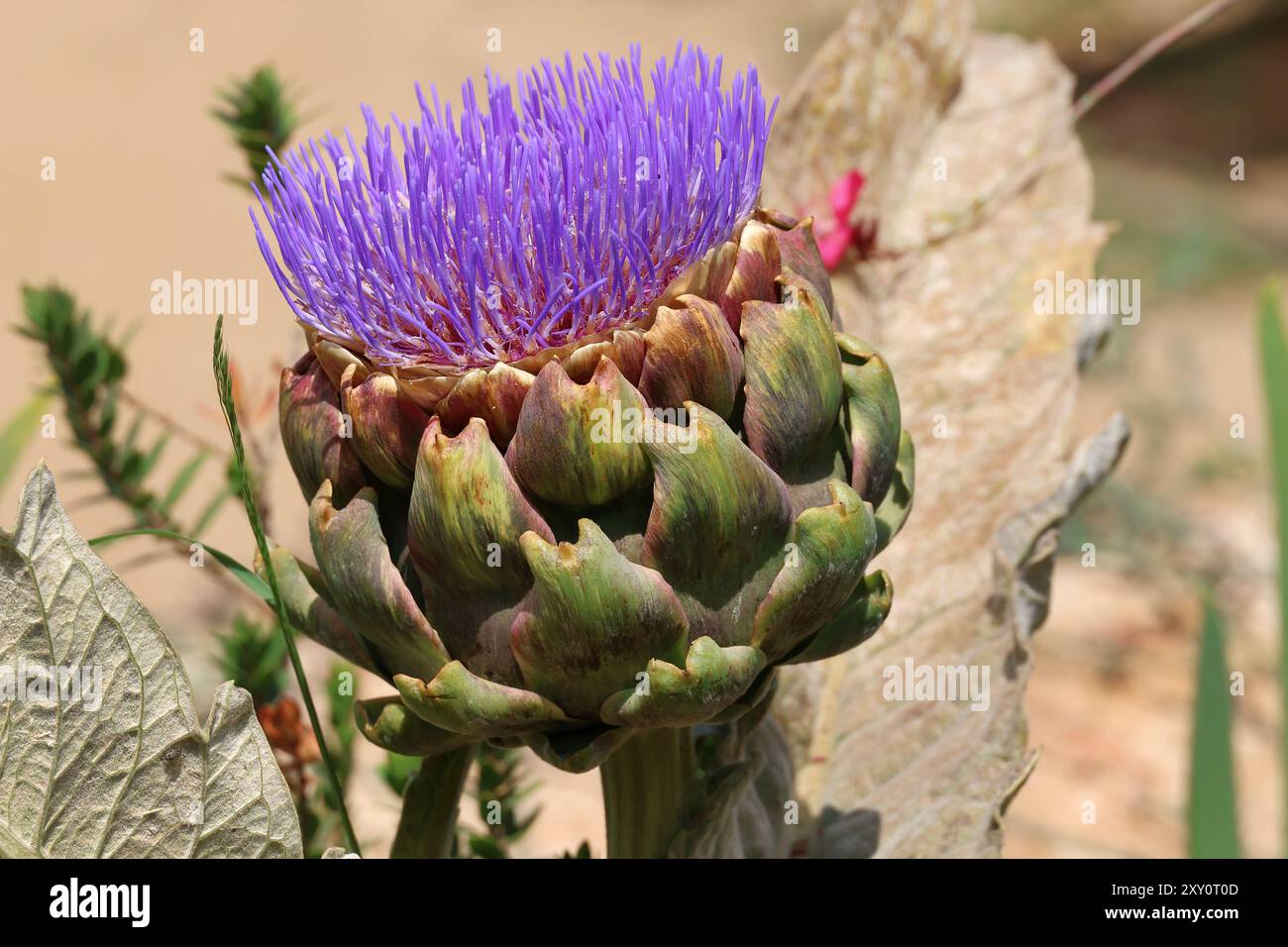 Un carciofo con il suo fiore viola che cresce nel giardino. Foto Stock