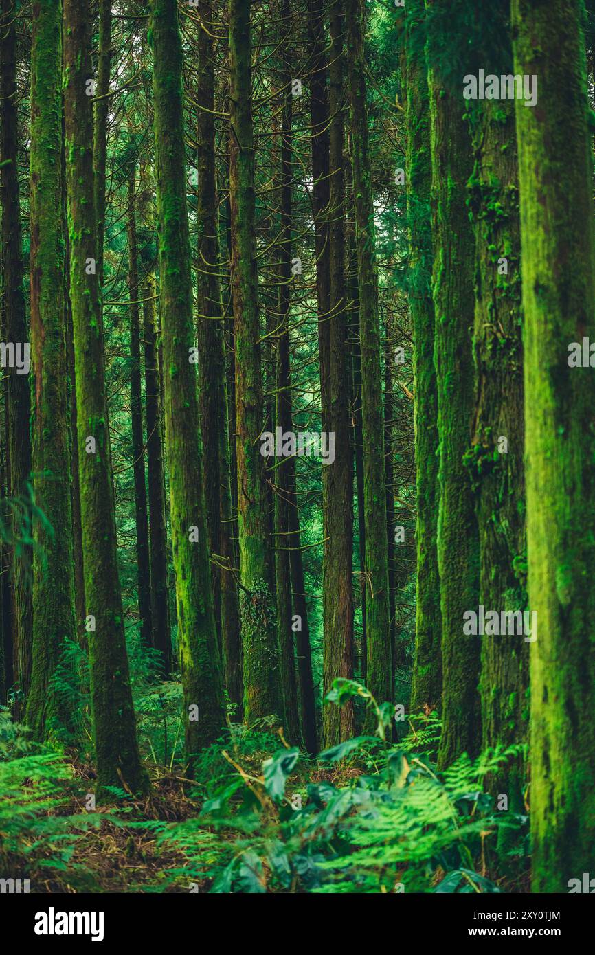 Lussureggiante e verdeggiante foresta raffigurante alti alberi ricoperti di muschio nelle Azzorre, i toni verdi e il fitto fogliame forniscono un'atmosfera mistica e serena, ideale per Foto Stock
