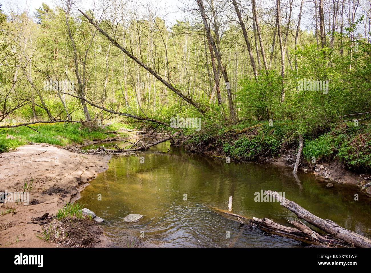 Un piccolo fiume di foresta con una riva sabbiosa. Fiume Borinka, distretto di Borovsky, regione di Kaluga Foto Stock