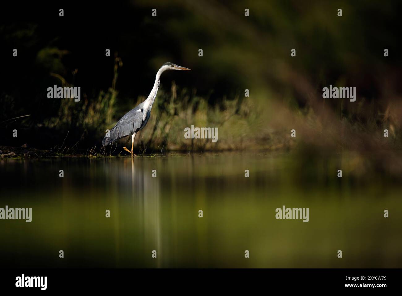 Un airone grigio solitario sorge elegantemente ai margini di un corpo d'acqua sereno, circondato da una vegetazione lussureggiante. L'acqua calma riflette il dem avvelenato dell'airone Foto Stock