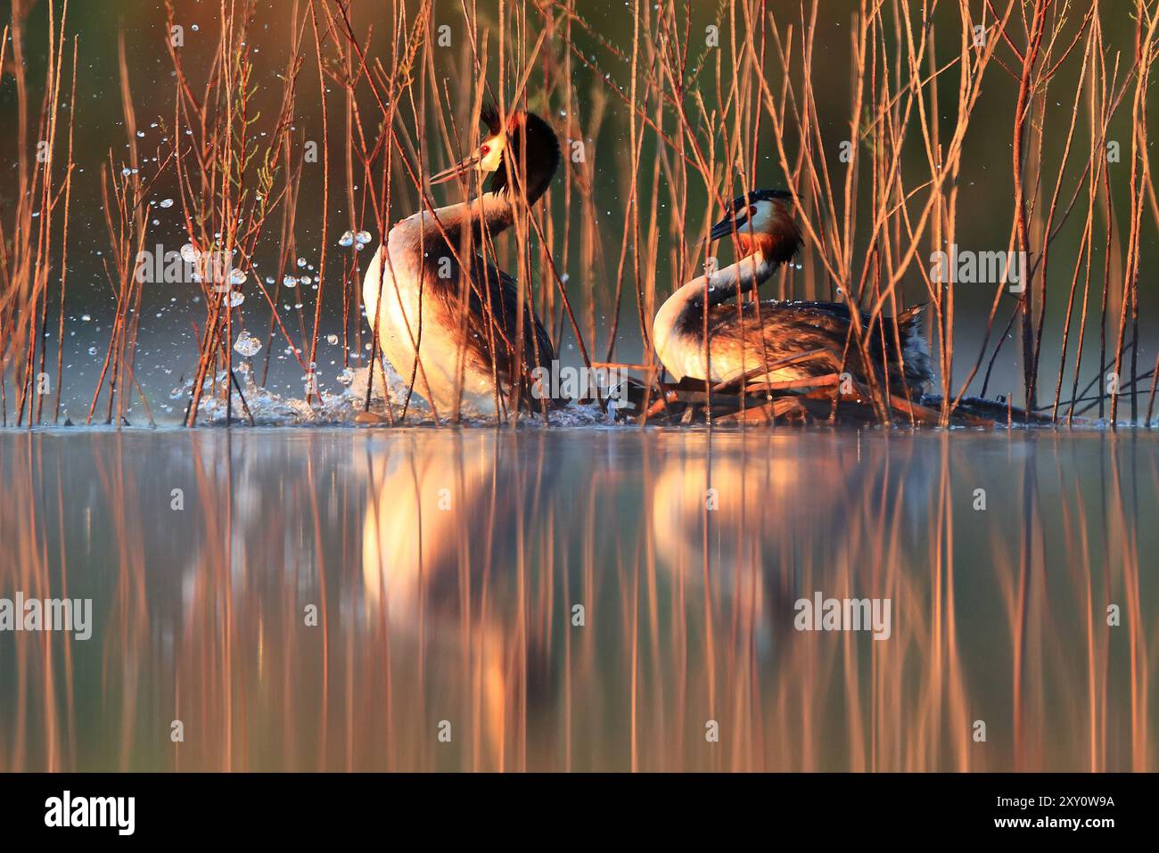 Due grandi Grebes creste si impegnano in una danza di accoppiamento tra canne in un tranquillo lago durante l'ora d'oro, riflettendo la loro eleganza e il loro comportamento naturale Foto Stock