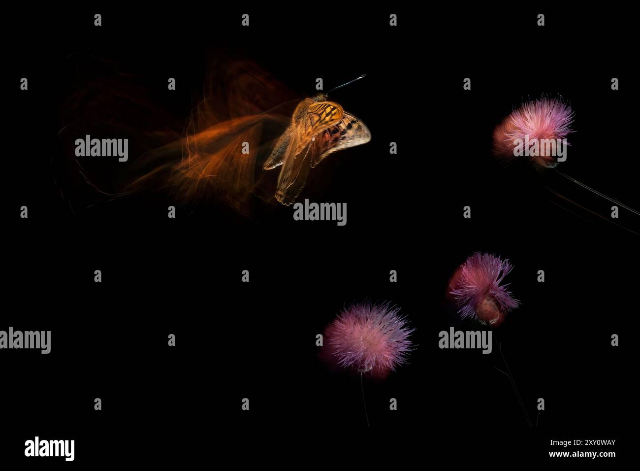 Immagine astratta di una farfalla in movimento con ali luminose, accostata a fiori statici di cardo su uno sfondo scuro. Foto Stock