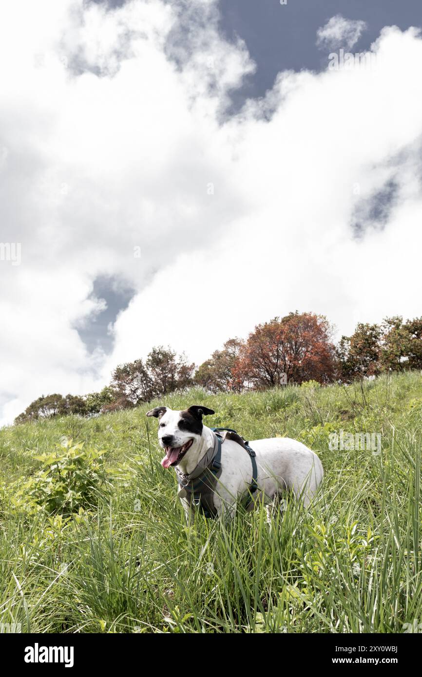 Un cane felice, rivestito principalmente di bianco con macchie nere, assapora una giornata allegra all'aperto, parla fuori, tra erba verde vibrante e alberi sparsi Foto Stock