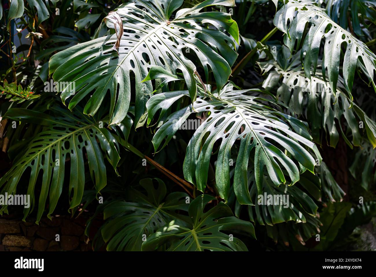 Questa immagine mostra il lussureggiante e caratteristico fogliame di Monstera deliciosa, caratterizzato da ampie foglie con perforazioni naturali uniche. Foto Stock