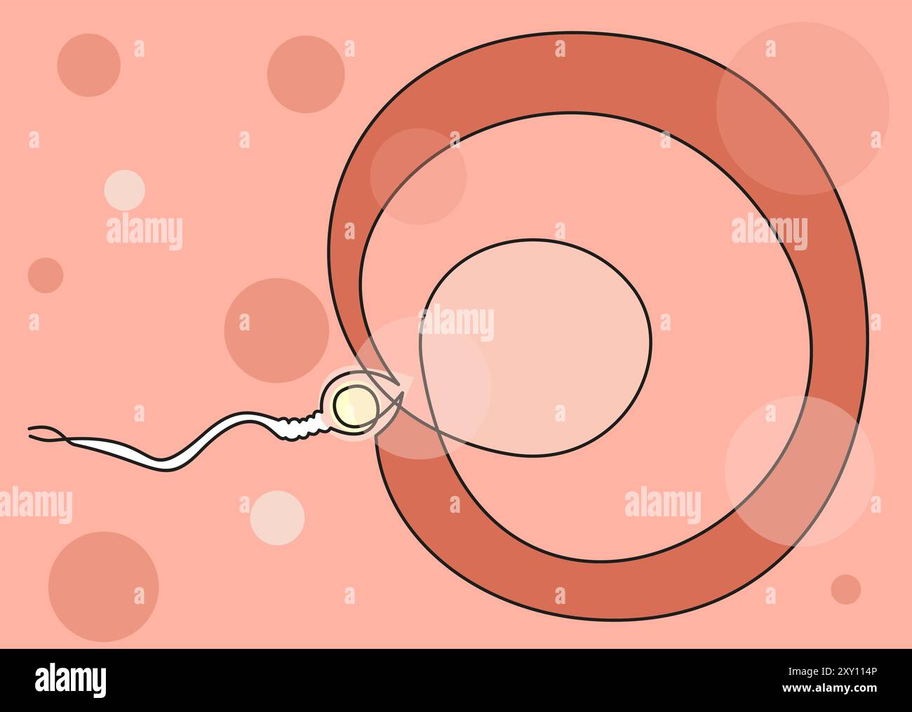 icona fertilizzazione. Icona dettagliata di parti di organi umani icona. Linea continua vettoriale. Illustrazione Vettoriale