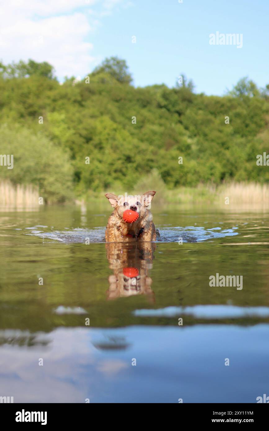 Un cane incrociato marrone nuota con un giocattolo in bocca in un lago circondato da alberi. Foto Stock