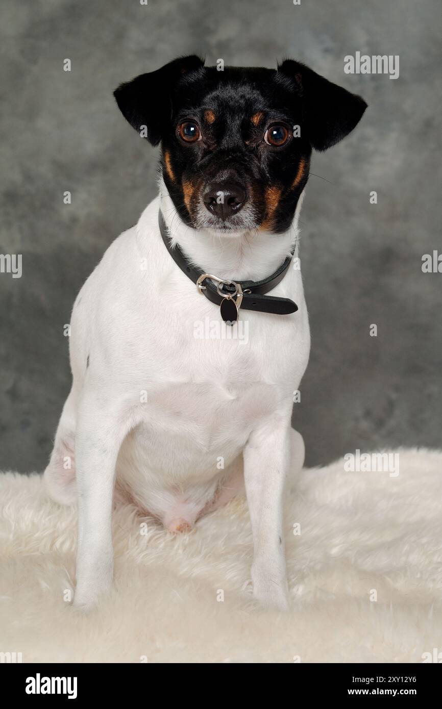 Triste cane da fattoria svedese danese seduto Foto Stock