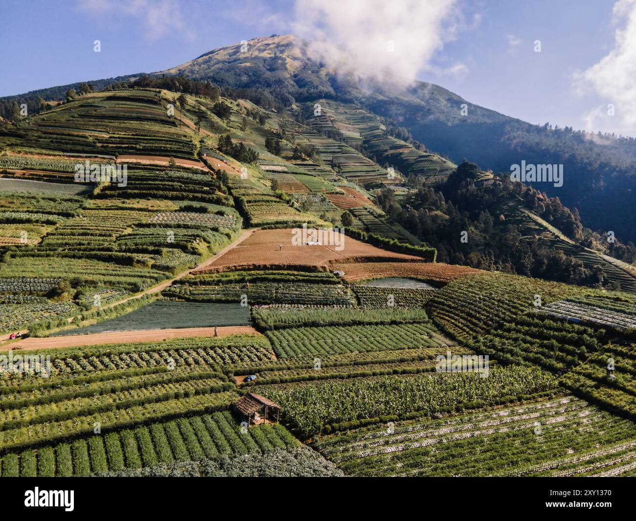 Vista aerea dei campi di frutteto verdi sulle pendici del Monte Sumbing, Giava centrale, Indonesia. Bella e fertile. Foto Stock