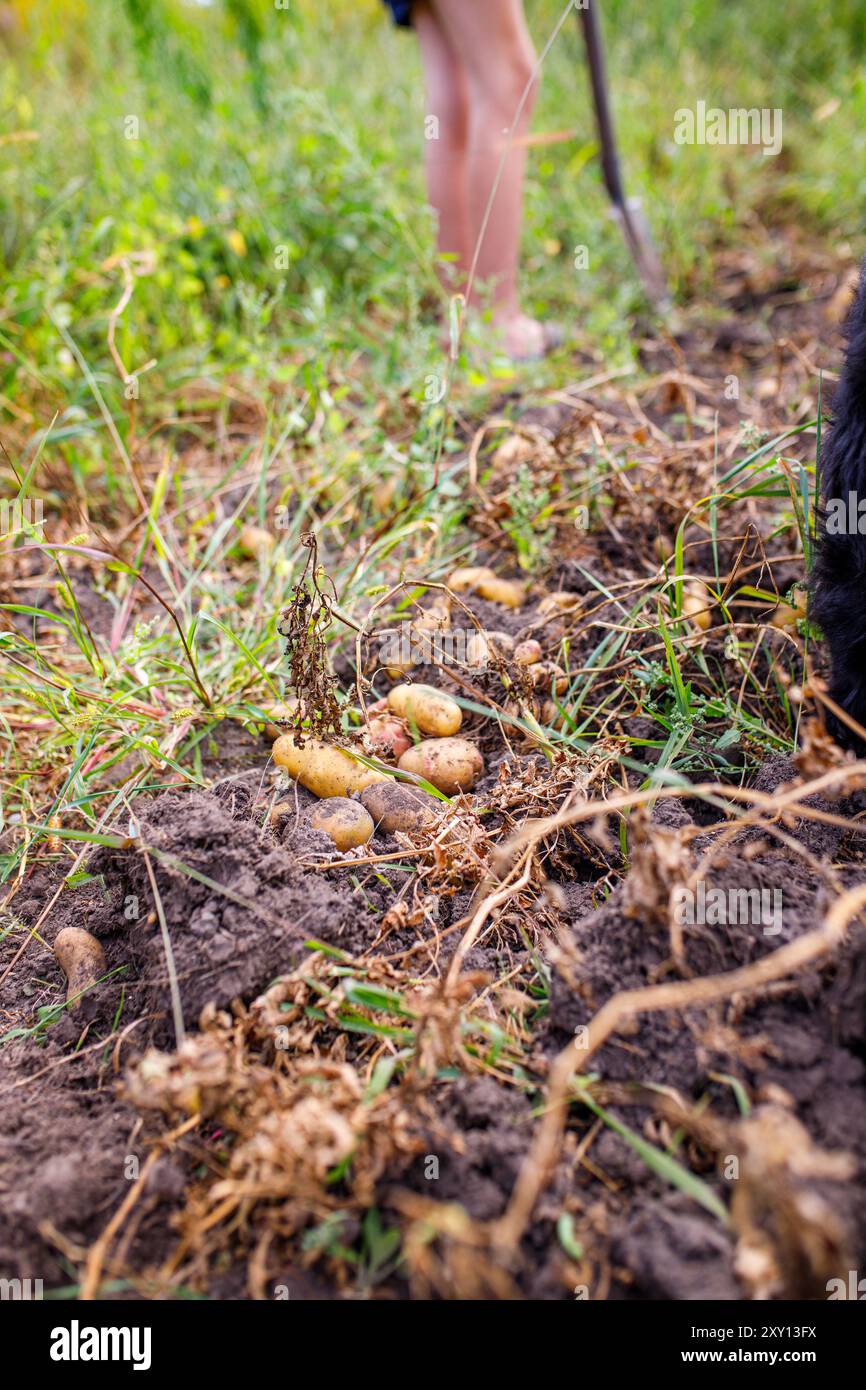 Raccolta di patate fresche in un giardino rurale durante la fine dell'estate da parte di un agricoltore mentre si gode una giornata di sole all'aperto Foto Stock