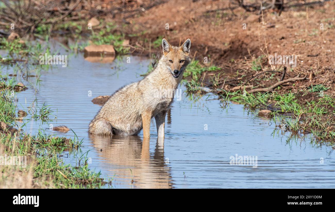 Gli sciacalli di Gir sono parte integrante del variegato ecosistema del Gir National Park, Gujarat, India. Queste creature adattabili sono animali sociali. Foto Stock