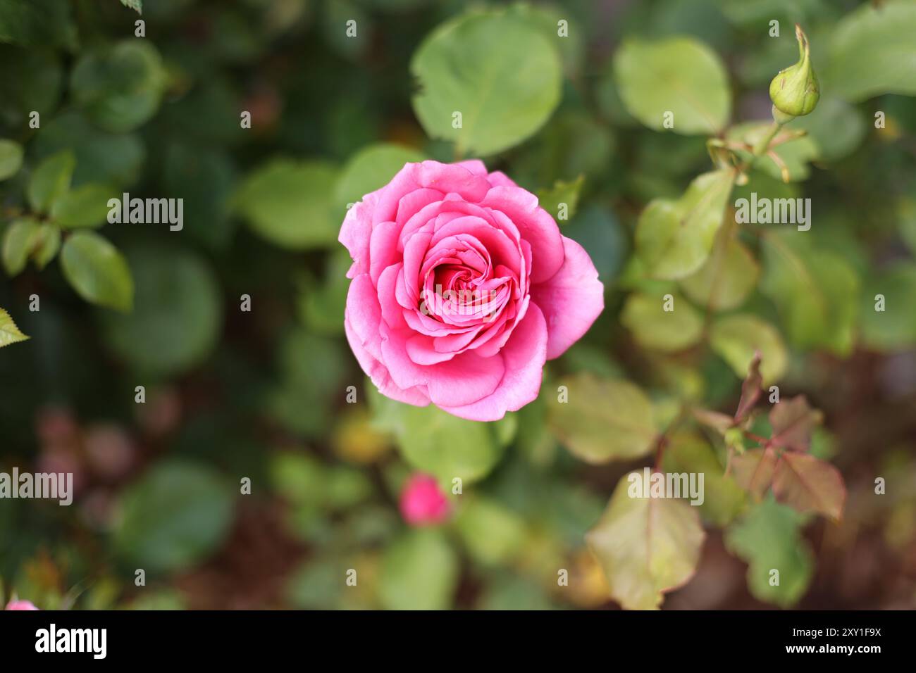 Una rosa rosa chiara fiorisce in estate prima di uno sfondo di foglie verdi di rosa Foto Stock