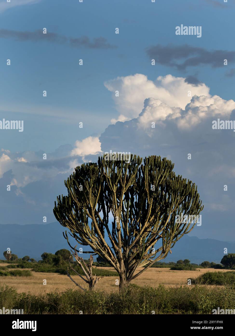 Candelabra Tree (Euphorbia candelabrum) Queen Elizabeth National Park, Uganda Foto Stock