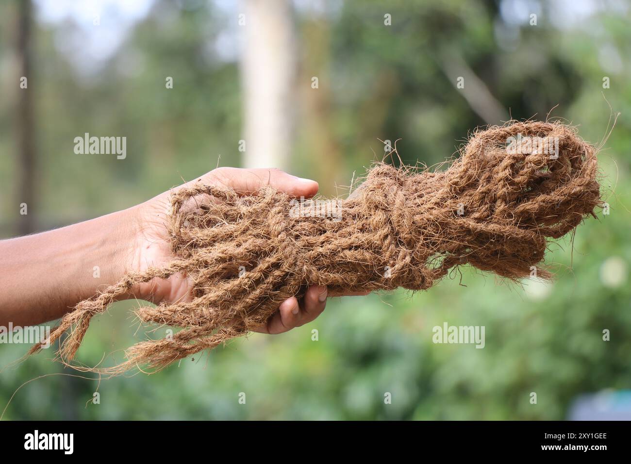 Fune di cocco in fibre di cocco tenute in mano Foto Stock