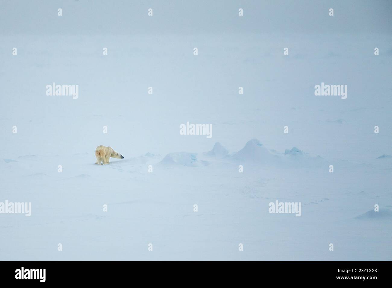 Orso polare (Ursus maritimus) sul ghiaccio artico in un'atmosfera nebbiosa Foto Stock