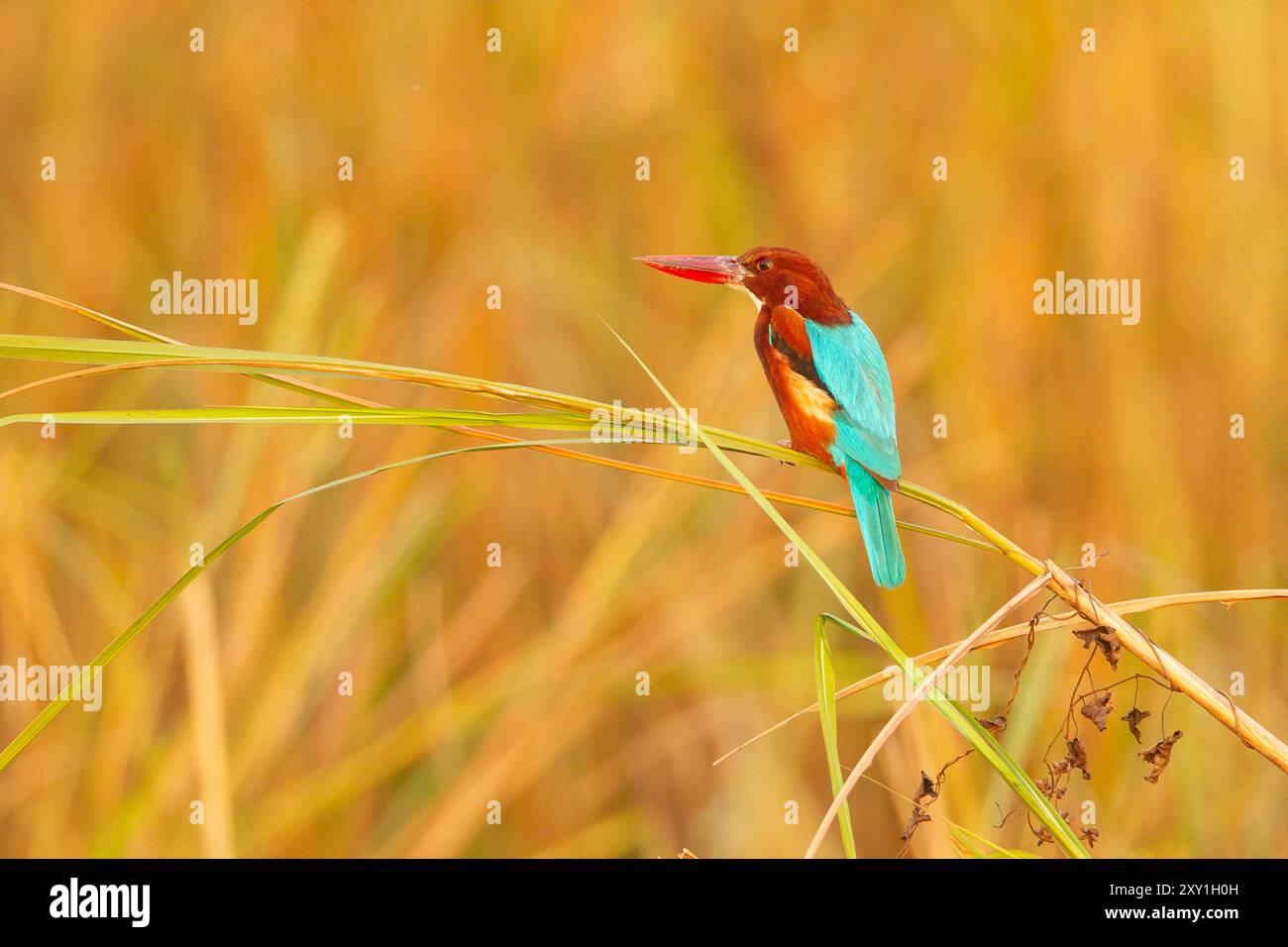 Kingfisher a gola bianca (Halcyon smyrnensis) Foto Stock