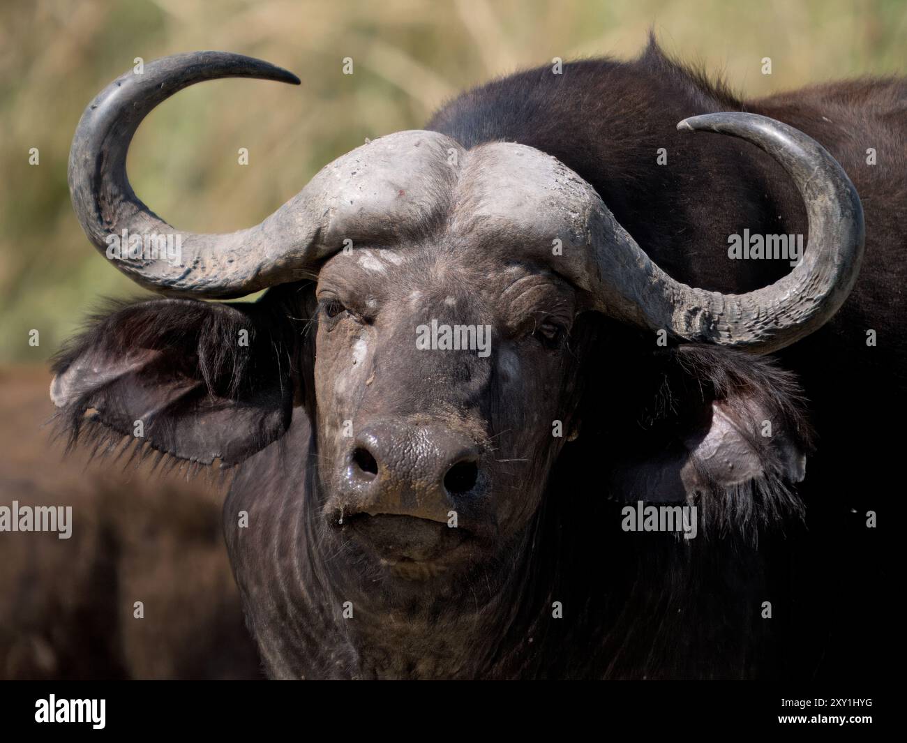 Ritratto di bufalo del Capo (Syncerus caffer caffer), Murchison Falls National Park, Uganda Foto Stock